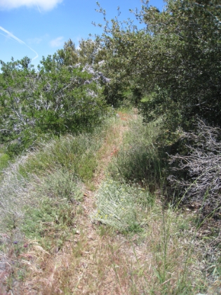 Grassy plants almost completely covered the trail in several places. Having just been rattled at, I was really nervous about running through the grass and not being able to see where my feet were landing.