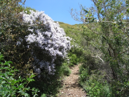 Some cool purple wildflowers.
