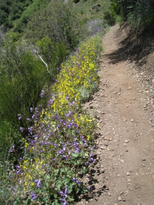 It must be Laker season, perfect Laker colored wildflowers.