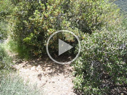 Just what I was afraid of, I got rattled at. You can't quite see the rattlesnake here, it's in the shadow of the bush. But you sure can hear it, this thing was loud! It definitely had me on edge when I passed back this way.