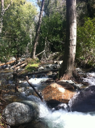 Looking up Santiago Creek from the bottom of the canyon.