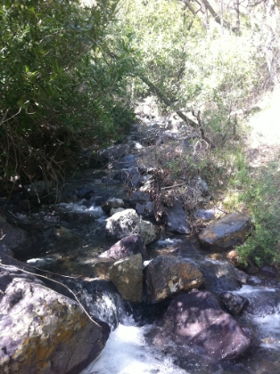 The trail continues alongside the creek, crossing back and forth over the main creek and several little tributaries.