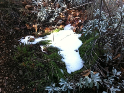 The first official patch of snow. And I'm only at 3500 feet!