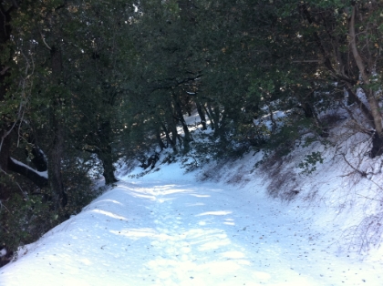 The fireroad just below the summit. There's still snow in the trees.
