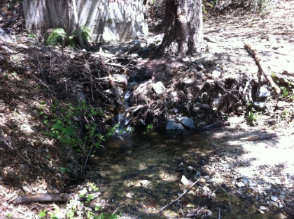 Water at the fireroad at the top of Lower Holy Jim!