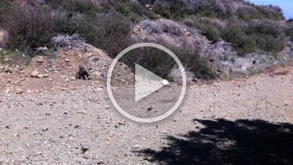 A short video of the gnat swarm. I literally could not stand in one spot for long. I only stayed on top long enough to take a few pics and then headed back down.