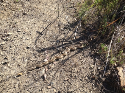 Jumped over this little guy on the way down. There's no way you can stop your momentum in time on the steep downhills. I really didn't even see him until I was in mid-air on top of him.