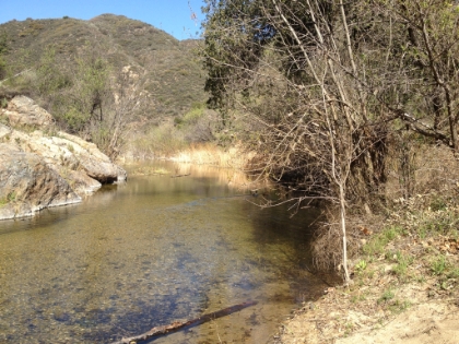 San Mateo Creek. It's actually a good sized creek, especially for such a dry year. I wonder if those are native ducks?