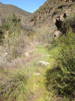 Where's the trail? Things are pretty overgrown down by Bluewater Creek. As much I appreciate the work of trail maintenance volunteers, this was my favorite section of trail for the day.
