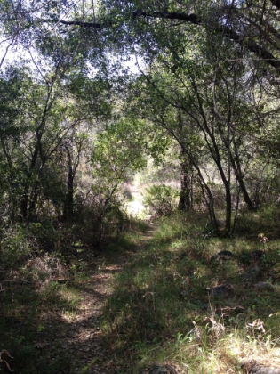 Some great single track down by the creek.