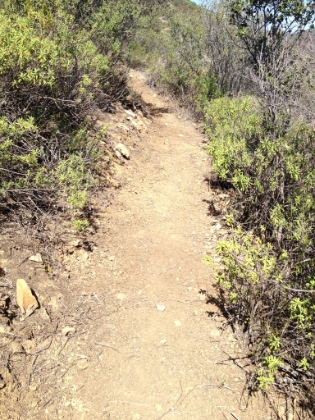 Coming up the Bluewater trail towards Oak Flat. My dad and I did trail mainentance on this trail the previous weekend with the Santa Ana Mountain Task Force. It's a great group of volunteers.
