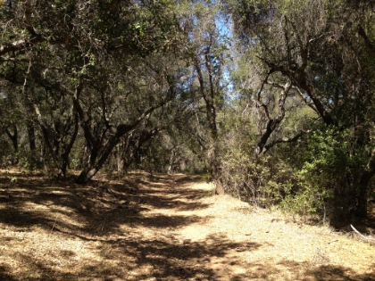 Into Oak Flat, where there are actually a lot of big oak trees. Unfortunately though, I'm starting to hit the wall.