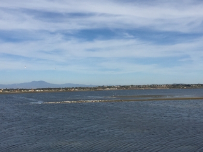 A bird watcher or photograher's dream. Heron, plover, osprey, pelicans, and lots more.