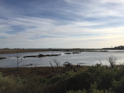 More views from the Northern end of the wetlands.