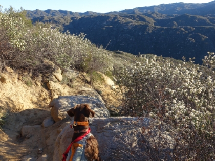 Rufus looking back for Dr. Rock. Anytime he would get too far ahead, Rufus would come back and wait for Dr. Rock. He definitely got anxious if he didn't see him for long.