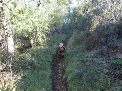 Rufus enjoying the narrow singletrack and tight foliage on the ridge above Chiquito Falls.