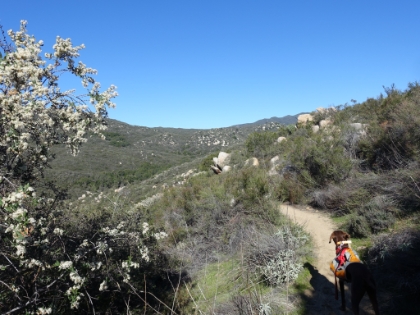 On the way back now, and Rufus is anxiously looking back up the trail for Dr. Rock.