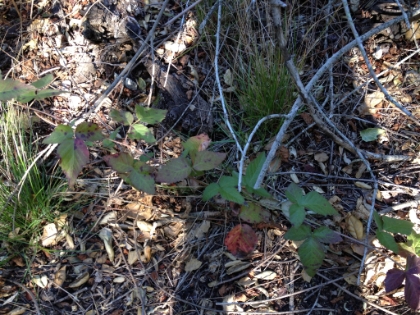Tons of poison oak up here. I've been lucky so far (knock on wood)...