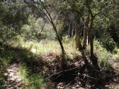 The creek along the trail was probably a torrent in the Spring 2011 storms. Would have been amazing to run this trail shortly after that.