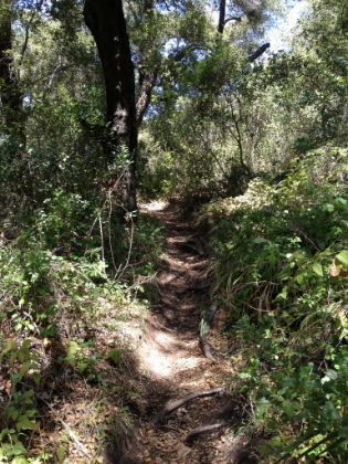 There are even some sections with Dipsea style roots.