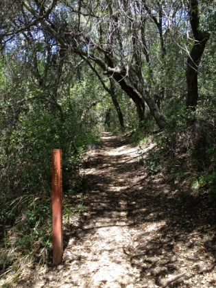 The Viejo Tie junction. More trail to explore for another day. For now, I head straight towards Bluejay Campground.