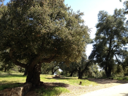 It's actually a very nice campground. It's now time to head back to the Candy Store. The highlight of my day was definitely randomly meeting Big Baz on the way back down. He's a legendary ultra-marathon race director in Southern CA (and some Northern CA races as well). He started the Old Goat 50M, used to run a race in Bluewater Canyon before it became a Wilderness Area in the 80's, and is probably best known now for running the famous Saddleback Marathon. I've heard and read plenty of stories about him and it was cool to meet him alone on the trail. He was picking up trail marker ribbons from a 50K he had put on the day before. He was running out of time to cover the whole course, and I happened to be heading down the exact course route, so he asked if I could pick up the rest (which I tried to do but didn't find many). Baz is the typical colorful character you would expect for a 70 year old ultra race director. It was a fun conversation. I got to hear some great stories about the days of having shotguns pointed at you for running across Irvine Ranch, etc. Big Baz is Australian and his real name is Barry! Evidently Baz is a common nickname for Barry in the UK and Australia. Learn something new every day!