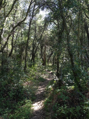 The last couple miles towards Bluejay are mostly exposed with little tree cover, but there's some more great single track immediately surrounding Bluejay. It's a web of short unmarked trails around here though.
