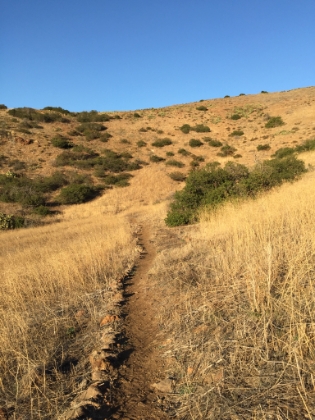 Singletrack winding through the grasses.