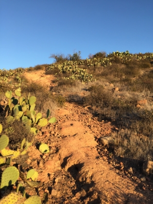 Plenty of cacti.