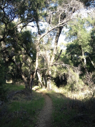 Morgan Trail