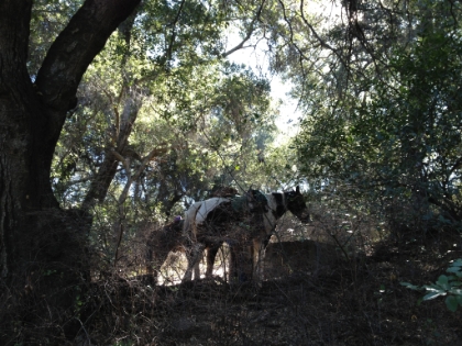 Saw some horses, but no mountain bikes. I'll take that tradeoff any day.