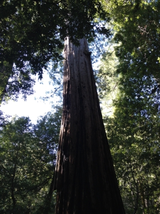 Another picture of the same tree. It woulld probably take four pictures to cover the entire tree.