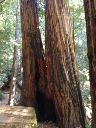 Lots of interesting split trees and hollowed out trunks. Evidently, the bark is so thick (up to a foot) that it survives fires no problem, but the trees can actually burn from the inside out. The trees in this area are 1,000-2,000 years old, so they have probably seen a lot of fires!