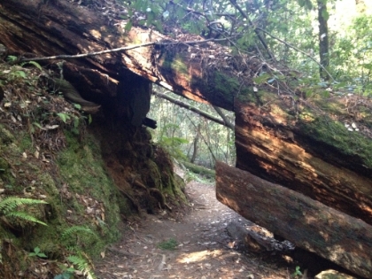 Gives a new meaning to running through the trees! This is some serious trail maintenance. The opening here is easily tall enough to walk through wiithout ducking.
