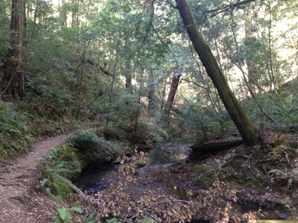 The Skyline to the Sea trali runs down to the bottom of the valley and follows Kelly Creek for a while.