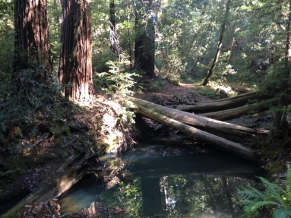 Some great creek scenery.