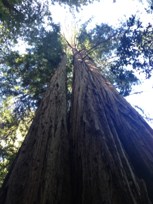 Looking up the trees.