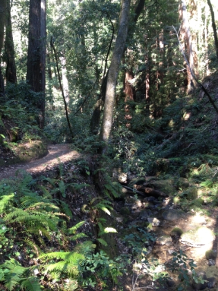 Single track along the creek. It's just a litlte too well groomed to be truly epic trail, but the landscape is tough to beat.