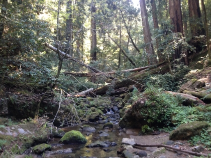 Crossing the creek and heading towards Berry Creek Falls.