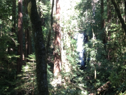 The first view of Berry Creek Falls through the trees.