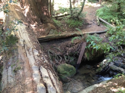 Now on the Berry Creek Falls trail on a tree bridge crossing the creek.