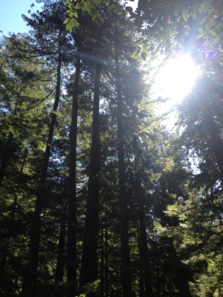 Huge Redwoods at the falls.