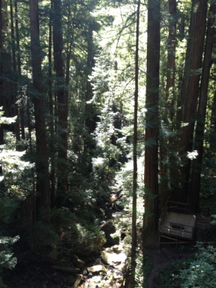 Looking down at the waterfall viewing platform where the earlier falls pictures were taken. From here you can really appreciate just how tall these trees are. At the top of the 70' falls, I'm still only about 1/4 of the way up the height of the trees!