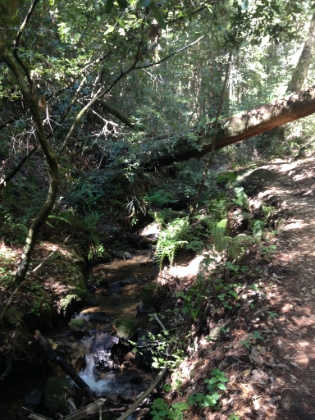 More great single track along Berry Creek above the falls.