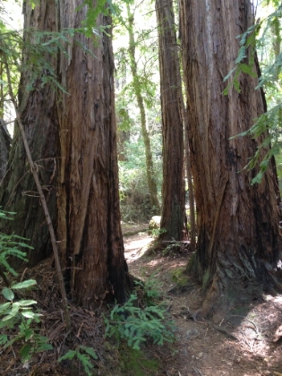 Narrow single track right through the Redwoods.