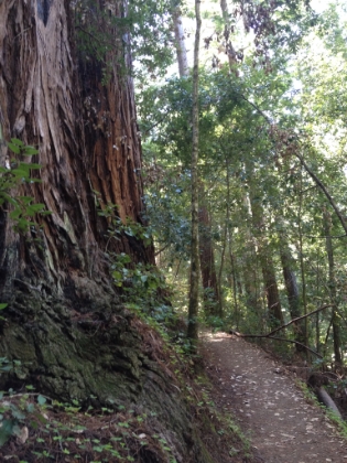 Well groomed single track alongside some huge Redwoods.