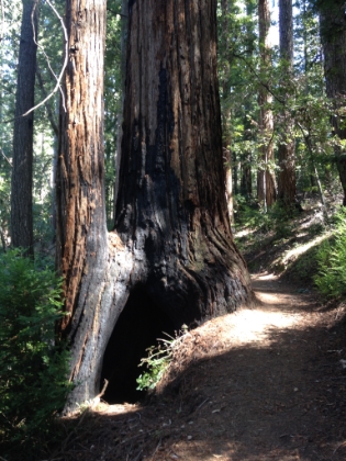I just can't stop taking pictures of of the interesting siamese trees.