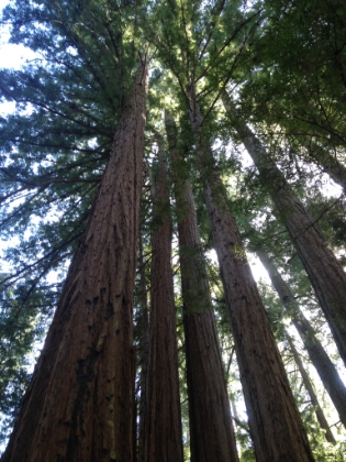 A grove of some particularly tall Redwoods.