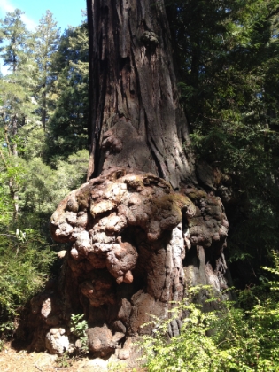 Back at park headquarters, I took a quick tourist detour to do the Redwood Loop Trail. This short loop has some of the biggest trees in the park. Here's a particularly gnarly tree.