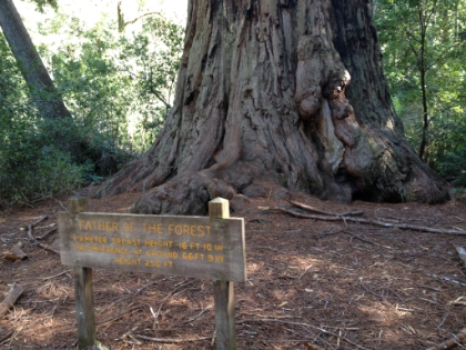 Father of the Forest. One of the largest trees in Big Basic based on volume.